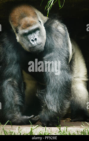 Gorilla presso lo Zoo di Melbourne. Melbourne Foto Stock