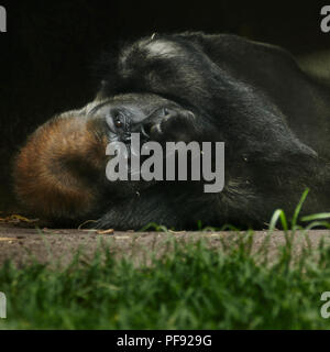 Gorilla presso lo Zoo di Melbourne. Melbourne Foto Stock