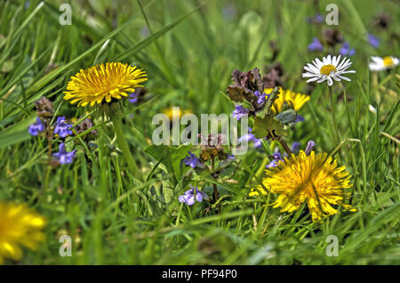 Close-up di un prato con il tarassaco, massa ivy e margherite in primavera Foto Stock