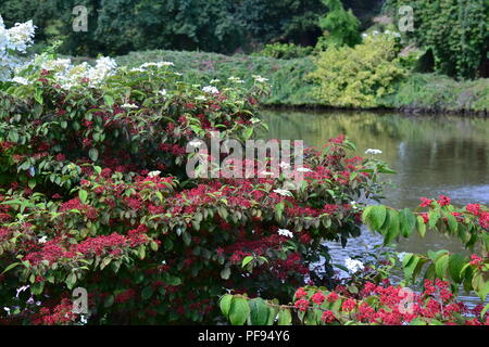 Giapponese (viburnum Viburnum plicatum f. tomentosum) - fiori bianchi la frutta rossa sopra l'acqua (estate) Foto Stock