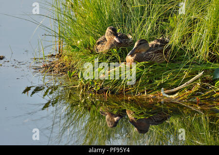 Due donne le anatre domestiche (Anas platyrhynchos),seduto in alte erbe palustri sul bordo di un lago calmo nelle zone rurali di Alberta in Canada. Foto Stock