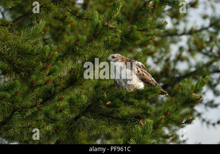 Un rosso-tailed hawk (Buteo jamaicensis) arroccata su un alto abete nelle zone rurali di Alberta in Canada Foto Stock