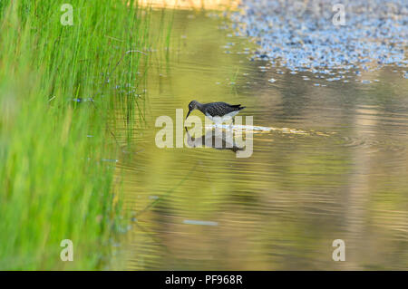 Un solitario sandpiper (Tringa solitaria), wading in the Golden color acqua foraggio per il cibo nelle zone rurali di Alberta in Canada. Foto Stock