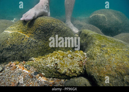 Reef pesci pietra o vero pesce pietra (Synanceia verrucosa), il mondo, la maggior parte dei pesci velenosi in acque poco profonde accanto a piedi umani, Ari Atoll, Maledive isola Foto Stock