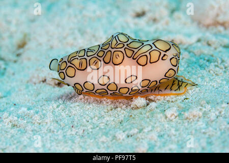 Flamingo tongue lumaca (Cyphoma gibbosum), Playa del Carmen, Messico Foto Stock