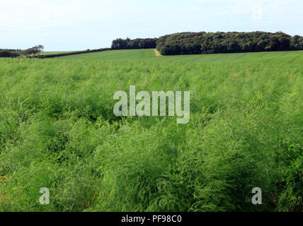 Asparagi, colture,raccolto, acri, verde paesaggio, Thornham, North Norfolk, paesaggio, agricoltura, agricultura Foto Stock