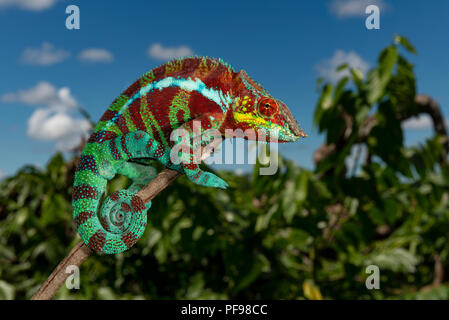 Panther chameleon (Furcifer pardalis) nella foresta secca di Ambanja, nord-occidentale del Madagascar, Madagascar Foto Stock