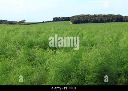 Asparagi, colture,raccolto, acri, verde paesaggio, Thornham, North Norfolk, paesaggio, agricoltura, agricultura Foto Stock