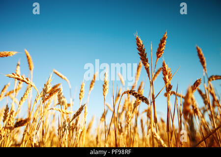 Campo di grano. Paesaggio rurale sotto la luce del sole splendente. Uno sfondo di La maturazione del frumento. Ricco raccolto. Messa a fuoco selettiva. Foto Stock