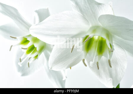 Amazon lily (Eucharis grandiflora). Foto Stock