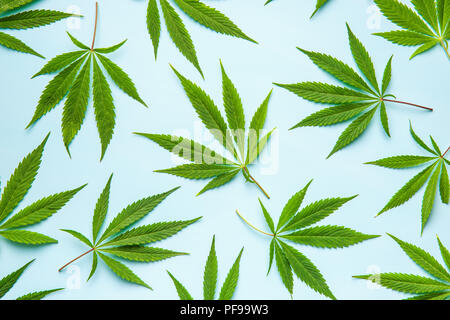 Verde di foglie di cannabis su sfondo blu. Foto Stock