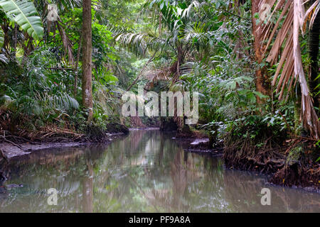 Fiume stretto nella densa foresta pluviale di Tortugero Foto Stock