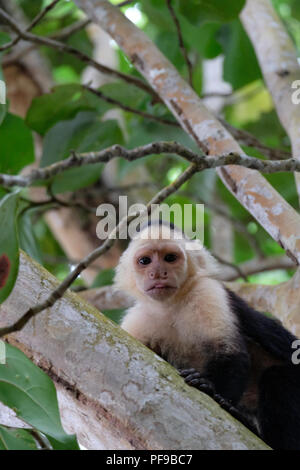 Bella e tranquilla spiaggia di Parco Nazionale Cahuita Foto Stock