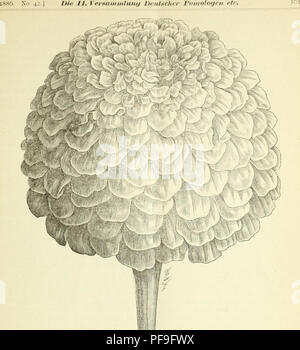 . Deutsche Garten-Zeitung. Il giardinaggio. Fig. 108. Zinnia clcgans robusta plcnissima grancliflora nere Gärten, als Einzel- oder Rabatten- pflanze verwendet, ist sie von über- raschender Wirkung- und wird ohne Zweifel sehr schnell ein besonders ge- schätzter Liebhng- aller Blumenfreunde werden. Die nebenstehende .Vbbildung- repräsentirt eine Blume von mittlerer Grösse. Als volle Bestätigung vor der- stehend beschriebenen Eigenschaften die- ser Zinnie dient, dass bei der am 6. Sep- tember stattgefundenen Wrsammlung des Vereins Erfurter Handelsgärtner, wo eine Kollektion Blumen ausgestellt guerra, die- Foto Stock