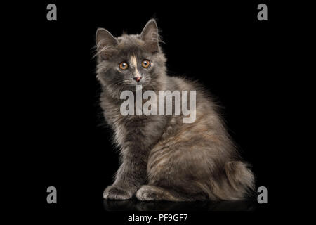 Carino Kurilian Bobtail gattino con pelliccia tartaruga seduta isolato su sfondo nero Foto Stock