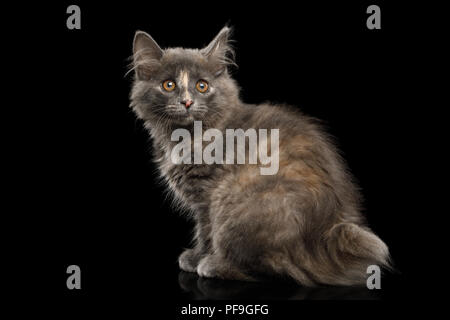 Carino Kurilian Bobtail gattino con pelliccia tartaruga seduta isolato su sfondo nero Foto Stock