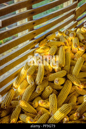 Mais vecchio dall'anno scorso raccolto nel vecchio fienile rurale Foto Stock