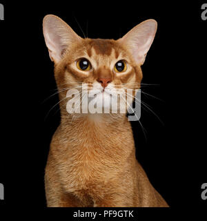 Ritratto di gatto abissino con occhi enormi, isolato su sfondo nero, vista frontale Foto Stock