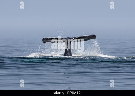 Il Humpback Whale, Megaptera novaeangliae, solleva la sua coda di tuffarsi nell'Oceano Atlantico al largo di Capo Cod, Massachusetts. Foto Stock