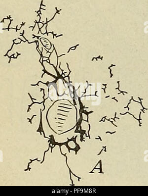 . Lo sviluppo del corpo umano : un manuale di embriologia umana. Embriologia; embrione, Non-Mammalian. 3io il fegato e quindi si estendono per tutta la cilindri vicini, anastomos- ing con capillari in via di sviluppo in relazione al portale limitrofi rami. Come estensione in modo procede il vecchio capillari con- tinue per ingrandire e successivamente è trasformato in bile-condotti (Fig. 191, C), le cellule dei cilindri in cui questi capillari erano situate diventando convertito in rivestimento epiteliale dei condotti. Il lobuli, che formano così caratteristica di una funzione del fegato adulto, sono lat Foto Stock
