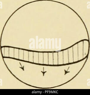 Questo lavoro si concentra sull'embriologia delle rane, delineando le fasi di sviluppo dell'uovo di rana dalla fecondazione alla schiusa, servendo come introduzione all'embriologia sperimentale. Foto Stock