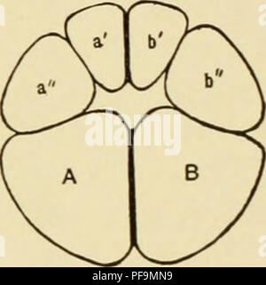 Un'introduzione all'embriologia sperimentale, incentrata sullo sviluppo dell'uovo di rana e sulle sue fasi di crescita e differenziazione. Foto Stock