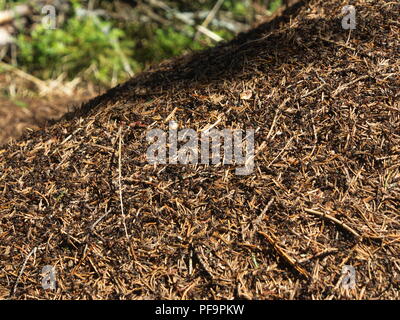 Colonia di formiche in un abete svedese forrest Foto Stock