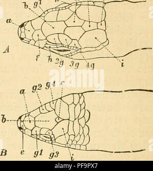 . Deutschlands Amphibien und Reptilien. Eine Beschreibung und Schilderung sämmtlicher in Deutschland und den angrenzenden Gebietan vrokommenden Lurche und Kreichthiere. Anfibi e Rettili. 58 GvPe Äloffc. Weptilieu ober SvieJ)tl;icre. CBcrtopf= iinjjaarigcit [)öcf)ffcn§ incc 7.- c *. g-ig. 6. Otev(eite essere§ ßopfeä (un ©nm= vagb:t?ibccfife, B aBatjeiued^fe, Gongylus). iiiib d fitilev^aupttgi^itb; e obere 9!a[iet:, f gtiins iin(en:, g obere klugen-, h gtirnjt^eitel; ho Scfjeitets unb k 55&GT;iinper:©d)ilbcr. 1. 93eficf)Ti(5cn vr bcn Sopf, fo fiitbcit luiv ;,unäc[})"t feine D 6 er feite mi Foto Stock