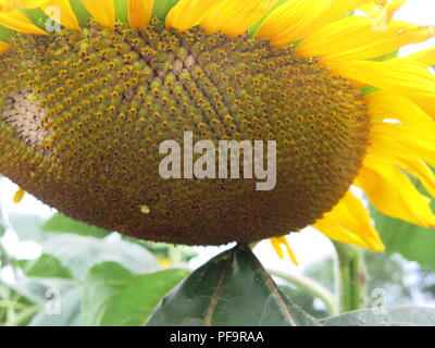 Close-up alla ricerca di foto in una molto grande testa di girasole; la pianta più facile per i bambini a crescere e a un simbolo radiante di sole estivo Foto Stock