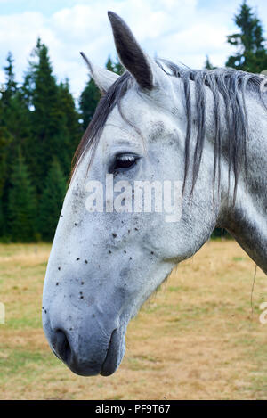 A cavallo con un sacco di mosche sul viso e gli occhi sul pascolo. Horse sofferenza sciame di insetti sulla faccia e bere da condotti lacrimali Foto Stock