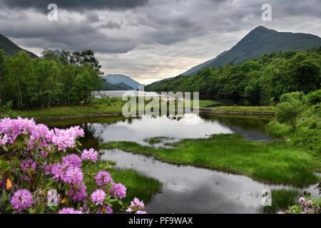 Fiori di rododendro presso il fiume Leven in corrispondenza della testa del Loch Leven a Kinlochleven con Mam na Gualainn ridge Highlands scozzesi Scotland Regno Unito Foto Stock