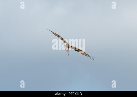 Nibbio reale (Milvus milvus) volare nel cielo mentre la caccia al di sopra del Chiltern Hills in Inghilterra, Regno Unito, in una limpida giornata estiva. Foto Stock