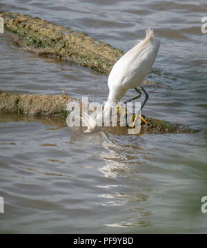 Un Airone nevoso, Egretta thule, afferra la sua preda. Foto Stock