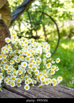 Daisy bianco giallo-eye fiori d'estate sfocato giardino rustico sfondo verticale Foto Stock