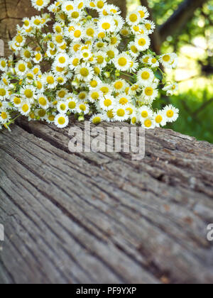 Daisy bianco giallo-eye fiori sul vecchio weathered log in legno su giardino sfocata sfondo verticale Foto Stock