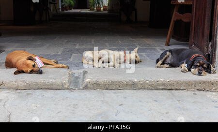 Cani randagi snoozing in un ingresso in Havana, Cuba Foto Stock