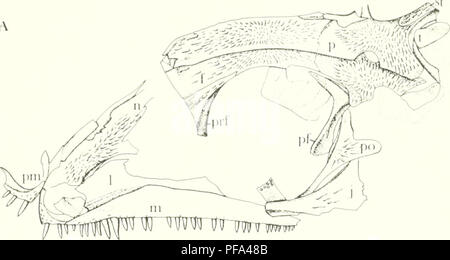 . Un serpente rettile dalla Pennsylvania del Kansas. Rettili fossili -- Kansas; Paleontologia -- Pennsylvania; Paleontologia -- Kansas. 1980 Pennsylvania serpente rettile 13. Si prega di notare che queste immagini vengono estratte dalla pagina sottoposta a scansione di immagini che possono essere state migliorate digitalmente per la leggibilità - Colorazione e aspetto di queste illustrazioni potrebbero non perfettamente assomigliano al lavoro originale. Reisz, Robert. Lawrence : University of Kansas Foto Stock