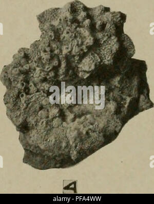 . Il Devoniano del Missouri. Geologia; Geologia stratigrafica; Paleontologie; Devoon. . Si prega di notare che queste immagini vengono estratte dalla pagina sottoposta a scansione di immagini che possono essere state migliorate digitalmente per la leggibilità - Colorazione e aspetto di queste illustrazioni potrebbero non perfettamente assomigliano al lavoro originale. Branson, E. B. (Edwin Bayer), 1877-1950; Tansey, Vivian Ouray; Stewart, Grazia Anne, 1893-. Rolla, Mo. , Missouri Bureau di geologia e miniere Foto Stock