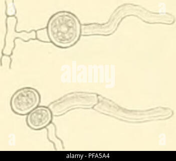 Questa pubblicazione di J.H. Wakker e F.A.F.C. andò esplora le malattie della canna da zucchero a Giava causate da fattori non animali. Il libro fornisce approfondimenti sulle varie malattie delle piante, i loro effetti sulle colture e le strategie per gestire queste malattie nelle pratiche agricole. Foto Stock