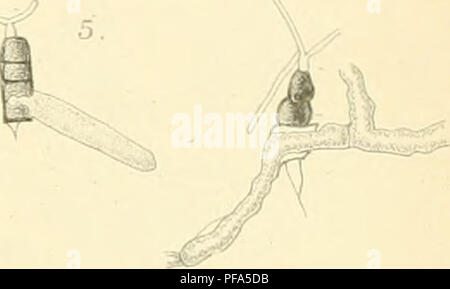 Questo libro in lingua olandese esamina le malattie che colpiscono le colture di canna da zucchero su Giava, concentrandosi sugli agenti patogeni che non vengono trasmessi dagli animali. Fornisce descrizioni dettagliate delle malattie della canna da zucchero, del loro impatto sull'agricoltura e delle strategie di gestione. Foto Stock