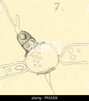 Questo libro si concentra sulle malattie che colpiscono la canna da zucchero in Giava, in particolare quelle non causate dagli animali. Fornisce uno sguardo approfondito sulle malattie delle piante e la loro gestione nella coltivazione della canna da zucchero. Foto Stock