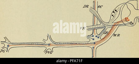 . Lo sviluppo del corpo umano : un manuale di embriologia umana. Embriologia; embrione, Non-Mammalian. 420 Il sistema simpatico prevertebral plessi (PVG), quali quella cardiaca, solare, hypogas- tric, e pelvica, mentre il terzo o set di periferiche {PG) è formata dalle cellule che si verificano durante i tessuti di probabilmente la maggior parte degli organi viscerali, sia in piccoli gruppi o sparse nei plessi come Auerbach e Meissner plessi dell'intestino. Ogni cella in queste varie nei gangli sorge a diretto contatto con l'asse- cilindro di una cella si trova nel sistema nervoso centrale, Foto Stock