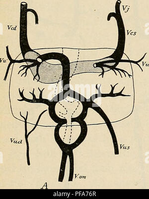 Questo manuale descrive lo sviluppo del sistema venoso nell'embriologia umana, concentrandosi in particolare sui collegamenti tra le vene ombelicali e i vasi vitellini. Descrive la degenerazione delle porzioni superiori delle vene ombelicali e la connessione del lato sinistro con il sistema vitellino. Foto Stock