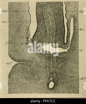 . Lo sviluppo del pulcino : introduzione all'embriologia. Embriologia; i polli -- embrioni. 316 Lo sviluppo del pulcino membrana cloacale, è il collo della allantois, e dorsale di questo, l'intestino crasso. Benché non sia illustrato nella figura, si può notare che i condotti di Wolffian aperta nella cloaca dietro e dorsale all'apertura del retto. L'aspetto della cloaca in una sezione longitudinale, tuttavia non dare una adeguata idea della sua forma. La porzione anteriore della cloaca che riceve il retto, levetta del allantois e condotti di Wolffian è considerevolmente ampliata in Foto Stock