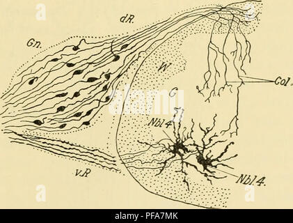 . Lo sviluppo del pulcino : introduzione all'embriologia. Embriologia; i polli -- embrioni. Il sistema nervoso 237 della radice dorsale e del sistema simpatico. Il primo tipo è solo qui considerato, e sono di solito chiamato il gan- glionic neuroblasts s.s., perché solo essi rimangono in gangli spinali. Come medulhiry neuroblasts queste forma neuroblasts outgrowths che diventano asse cilindro processi; ma essi differiscono da quest'ultimo per il fatto che ciascun neuroblast gangliare forma due outgrowths, uno da ciascuna estremità del mandrino a forma di cellule, che sono disposti con i loro assi lungo par Foto Stock