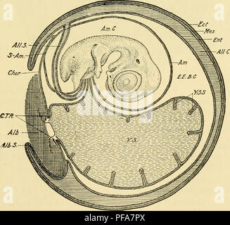 Questo libro fornisce un'introduzione completa all'embriologia dei pulcini, descrivendo dettagliatamente le fasi di sviluppo, dalla fecondazione alla schiusa. Discute i processi cellulari e di sviluppo che portano alla formazione di vari tessuti e organi nell'embrione di pulcino. Foto Stock