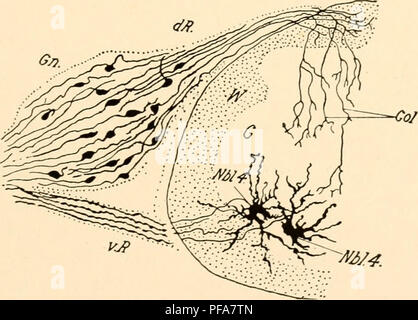 . Lo sviluppo del pulcino; un introduzione alla embriologia. Uccelli -- embriologia. Il sistema nervoso 237 della radice dorsale e del sistema simpatico. Il primo tipo è solo qui considerato, e sono di solito chiamato il gan- glionic neuroblasts s.s., perché solo essi rimangono in gangli spinali. Come neuroblasts midollare queste forma neuroblasts outgrowths che diventano asse cilindro processi; ma essi differiscono da quest'ultimo per il fatto che ciascun neuroblast gangliare forma due axones, uno da ciascuna estremità del mandrino a forma di cellule, che sono disposte con il loro asse lungo parallelo alla lunga Foto Stock