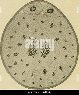 Questo manuale di embriologia umana si concentra sulle fasi di sviluppo dell'embrione umano, offrendo illustrazioni e descrizioni dettagliate delle fasi embrionali non dei mammiferi. Serve come riferimento per lo studio dello sviluppo umano. Foto Stock