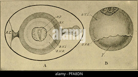 . Lo sviluppo del pulcino : introduzione all'embriologia. Embriologia; i polli -- embrioni. 62 LO SVILUPPO DEL pulcino vitellina, che può essere diviso in interno ed esterno di zone (figure 32 e 33). Lo sviluppo dell'embrione durante lo stesso periodo è indicato nelle stesse figure. Fig. 32. - A. un uovo di gallina a circa venti-sesta ora di incubazione, per mostrare le zone del blastoderm e l'orientamento dell'embrione con riferimento all'asse del guscio. (Dopo Duval.) B. Tuorlo di uovo di gallina incubato a circa 50 ore per mostrare la misura di sovracrescita dell'blastoderm. (Dopo Duva Foto Stock