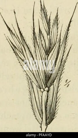. Gräser Deutschlands und Getreidearten zu leichter Erkenntniss nach Wuchse dem, den Blättern, Blüthen und Früchten zusammengestellt und für die Land- und Forstwirtschaft nach Vorkommen und Nutzen ausführlich beschrieben. Piante. . Si prega di notare che queste immagini vengono estratte dalla pagina sottoposta a scansione di immagini che possono essere state migliorate digitalmente per la leggibilità - Colorazione e aspetto di queste illustrazioni potrebbero non perfettamente assomigliano al lavoro originale. Jessen, Karl Friedrich Wilhelm, 1821-1889. Leipzig : T. O. Weigel Foto Stock